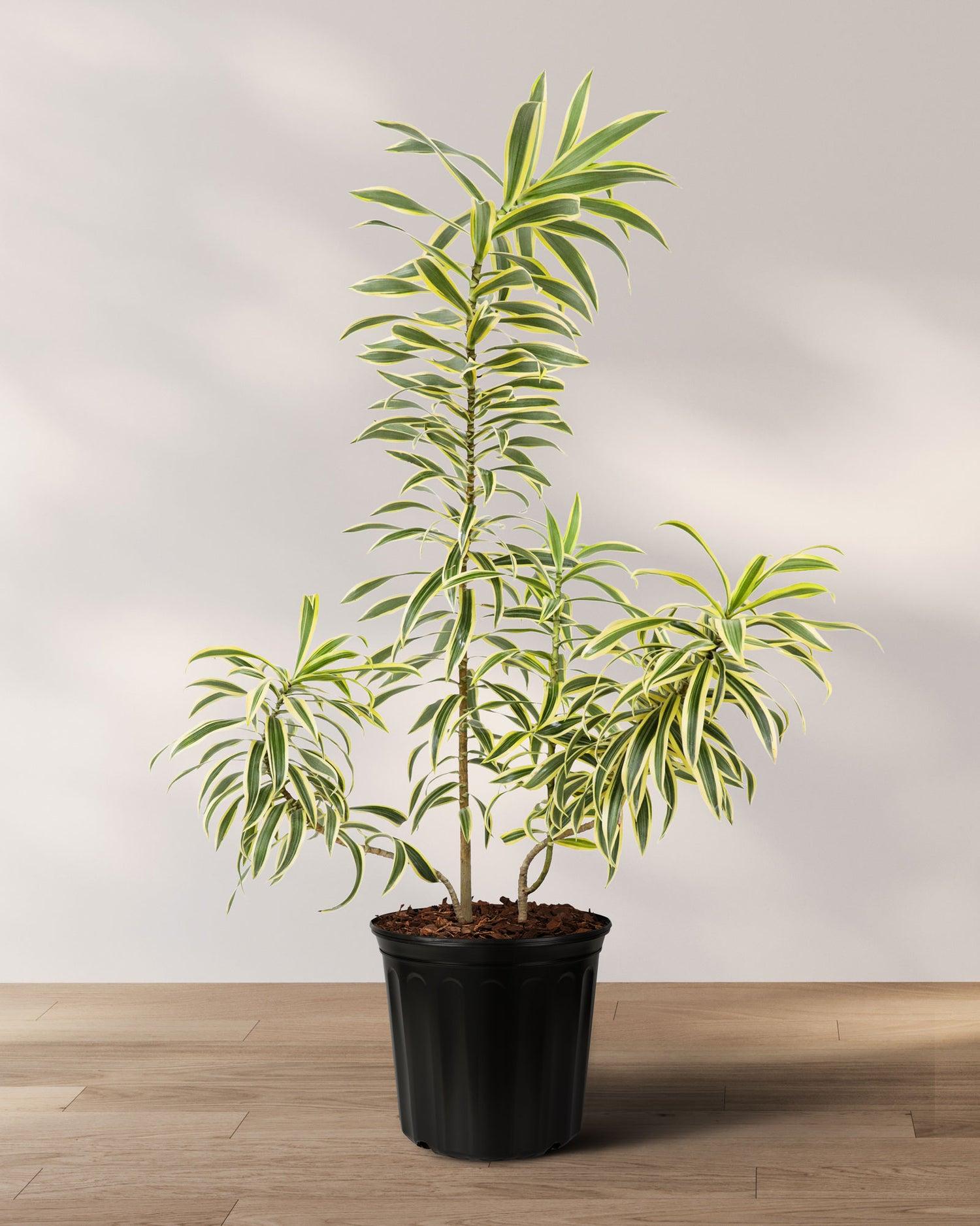 Dracaena Reflexa 'song Of India' - View 5 from www redcrocus com