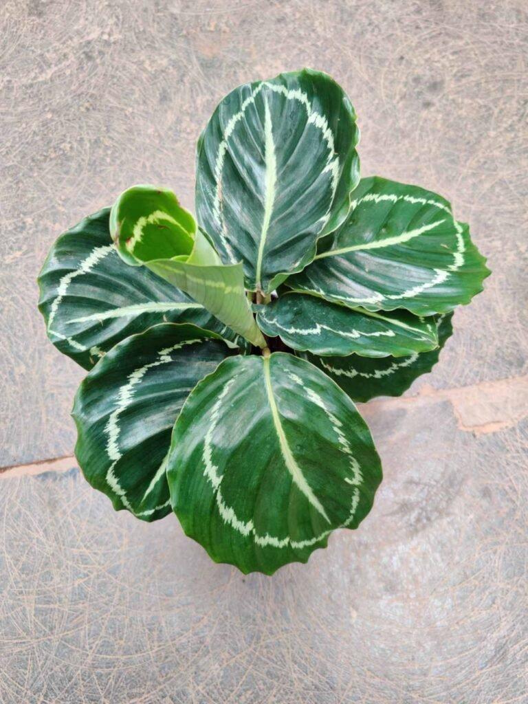 Calathea 'green Lipstick' - View 10 from www redcrocus com