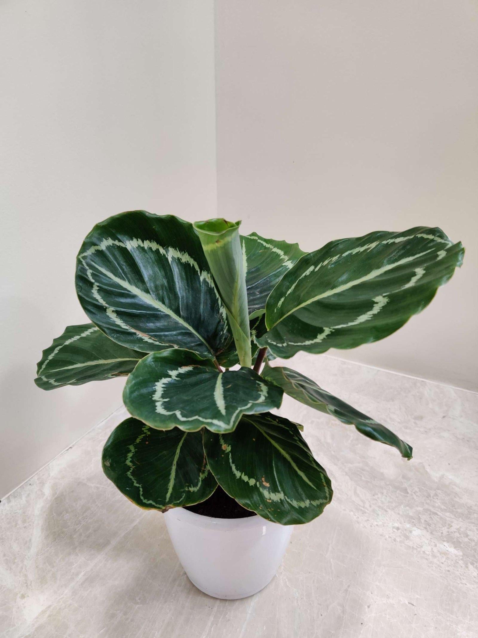 Calathea 'green Lipstick' - View 11 from www redcrocus com