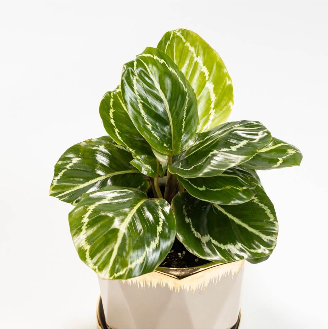 Calathea 'green Lipstick' - View 19 from www redcrocus com