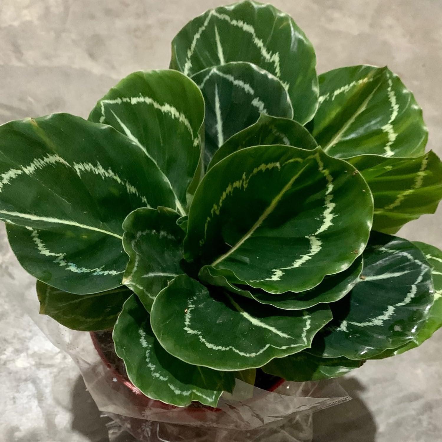 Calathea 'green Lipstick' - View 1 from www redcrocus com