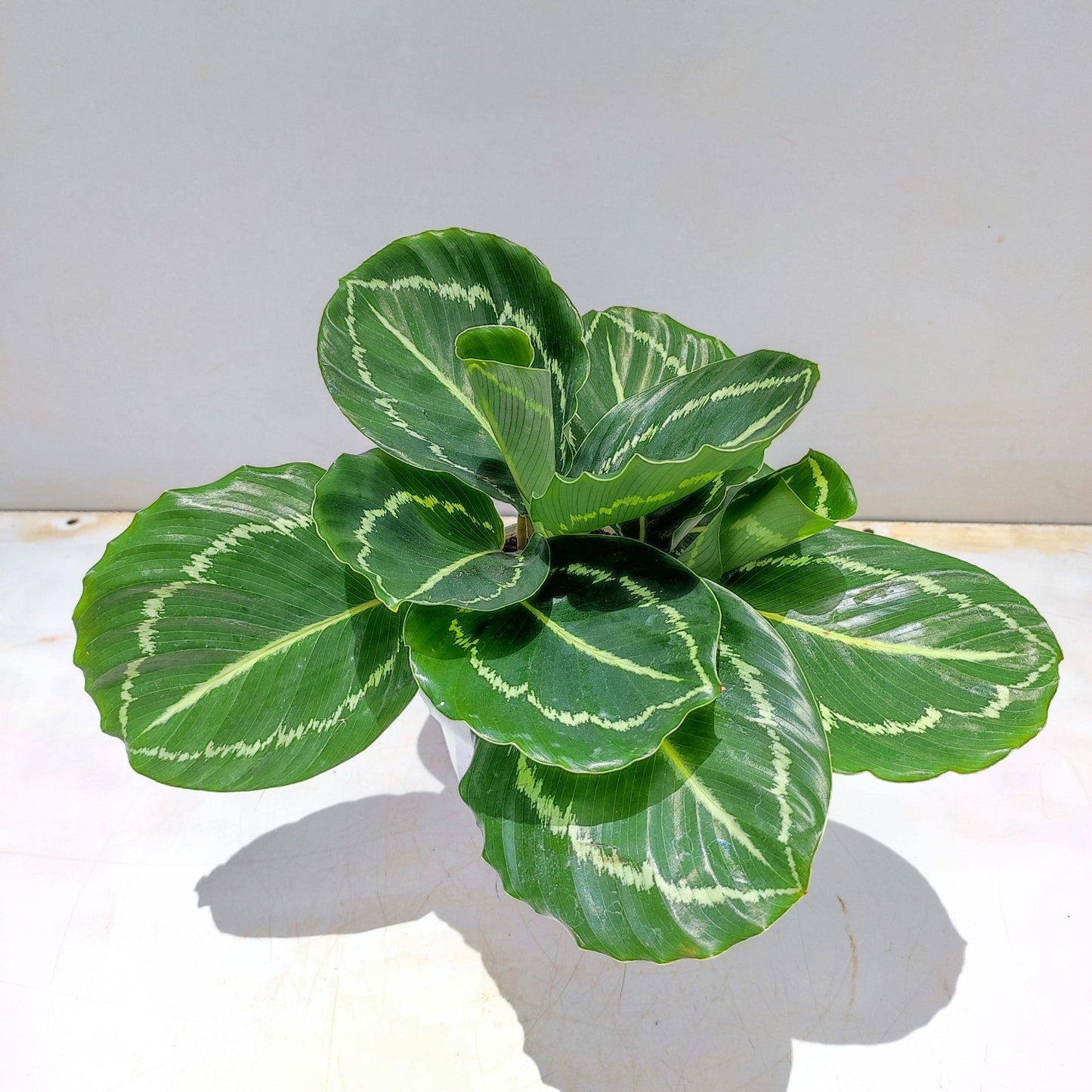 Calathea 'green Lipstick' - View 20 from www redcrocus com