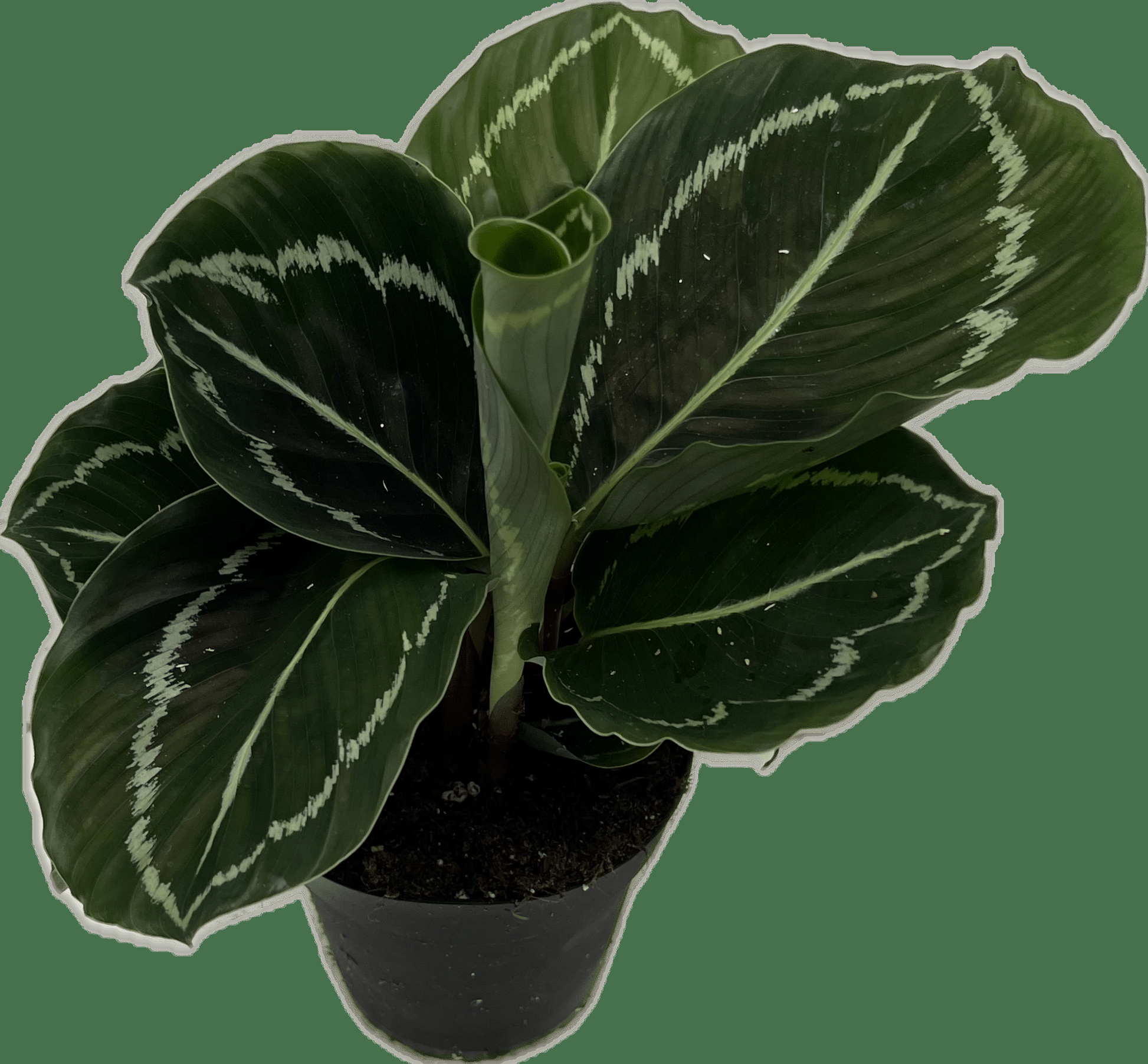 Calathea 'green Lipstick' - View 22 from www redcrocus com