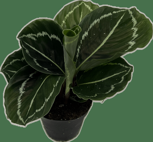 Calathea 'green Lipstick' - View 22 from www redcrocus com