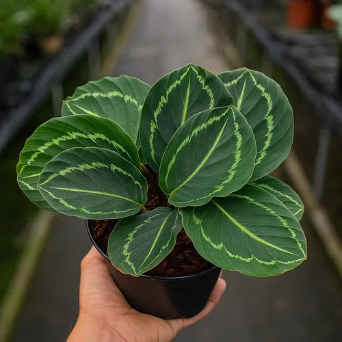 Calathea 'green Lipstick' - View 24 from www redcrocus com