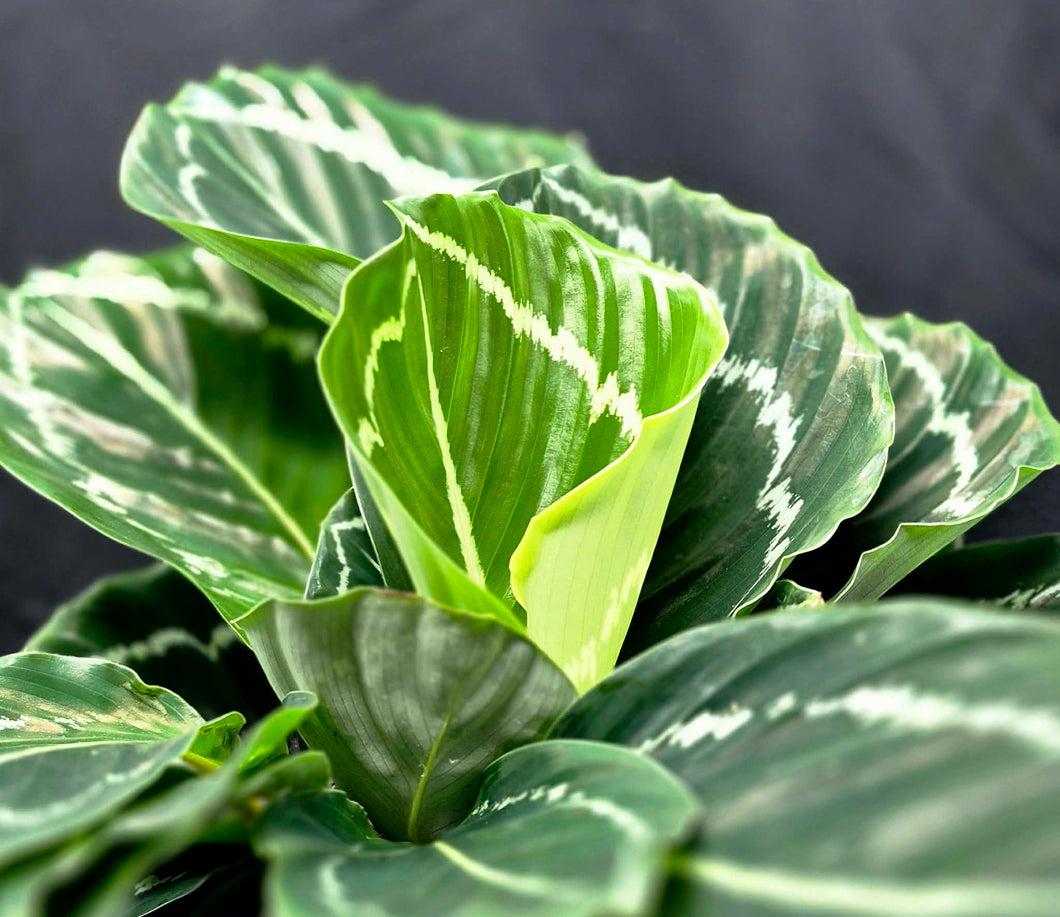 Calathea 'green Lipstick' - View 27 from www redcrocus com