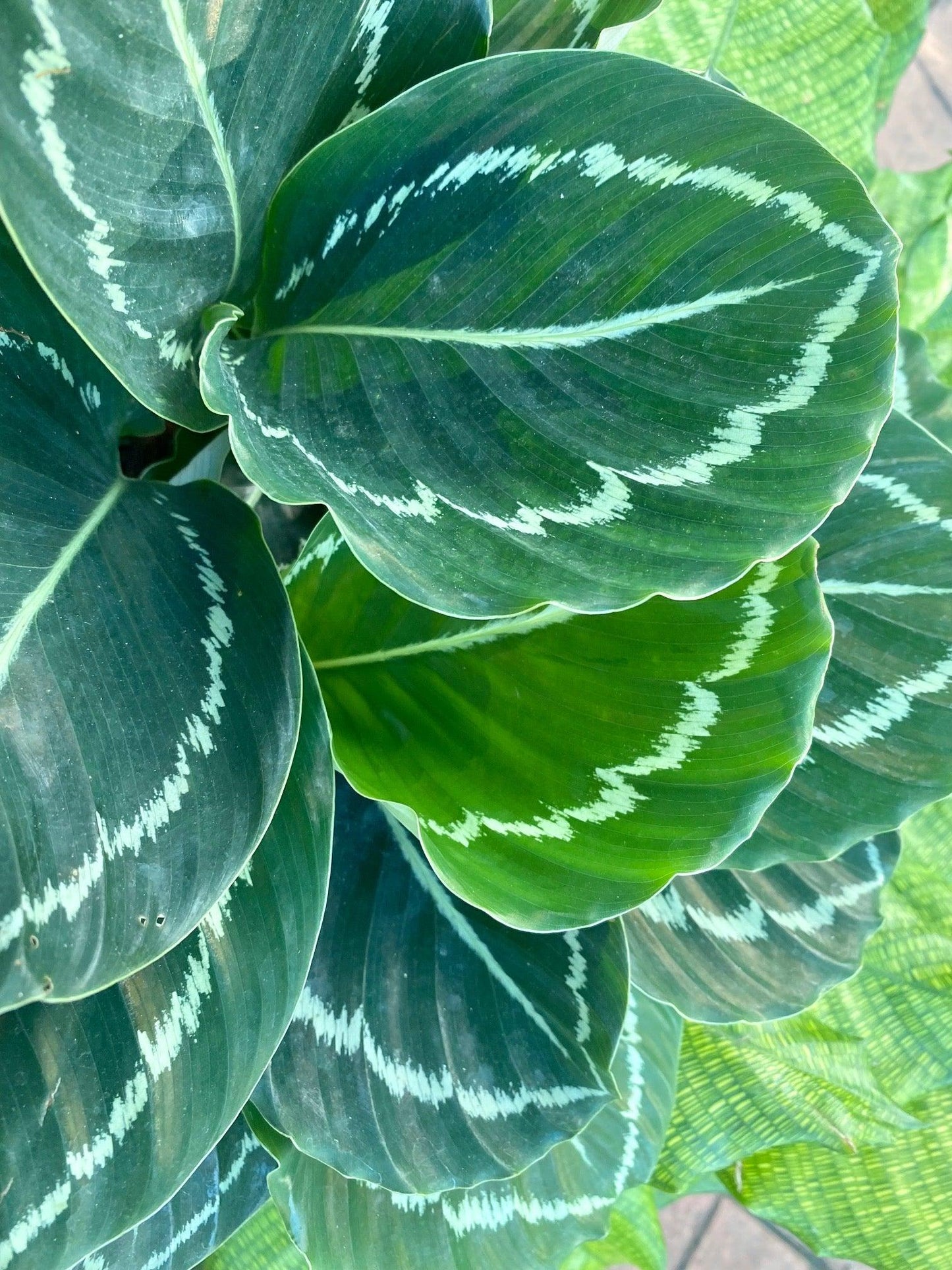 Calathea 'green Lipstick' - View 9 from www redcrocus com