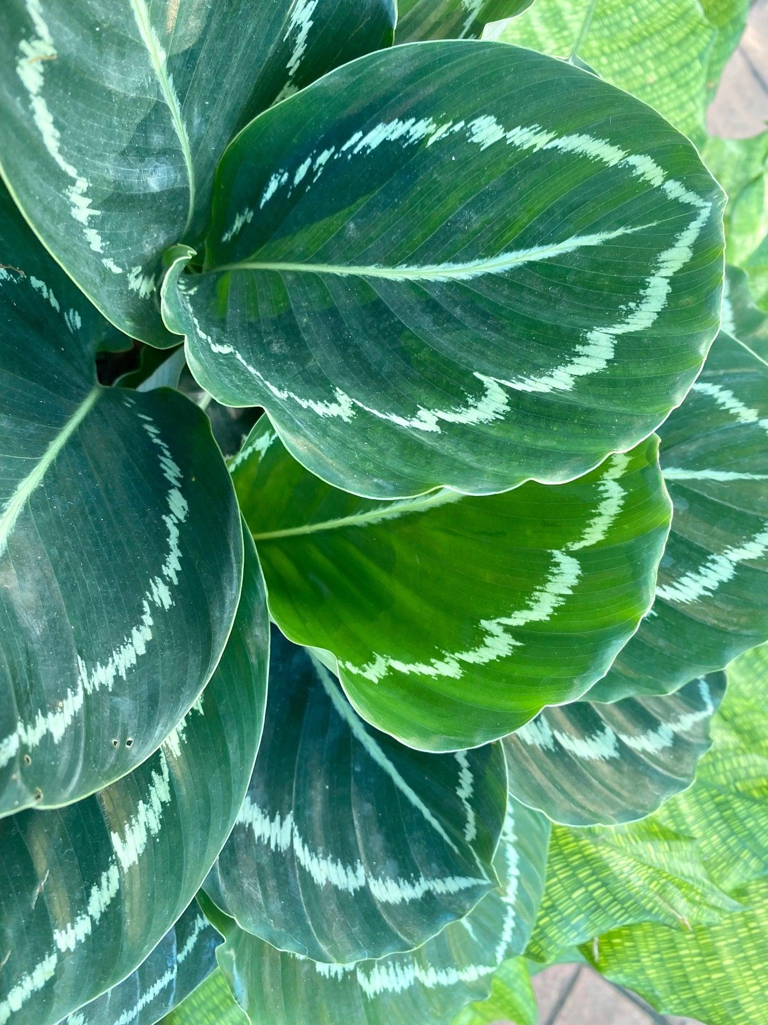 Calathea 'green Lipstick' - View 9 from www redcrocus com