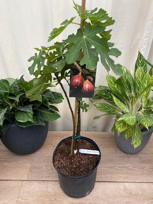 Ficus Carica 'chicago Hardy', Tree - View 13 from www redcrocus com