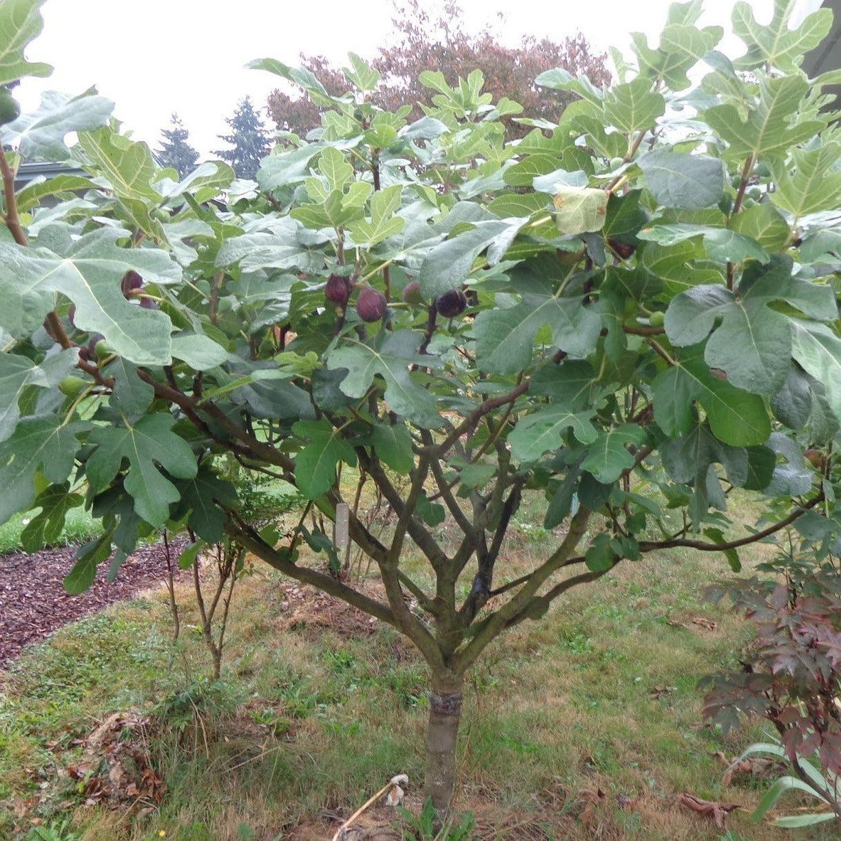 Ficus Carica 'chicago Hardy', Tree - View 15 from www redcrocus com