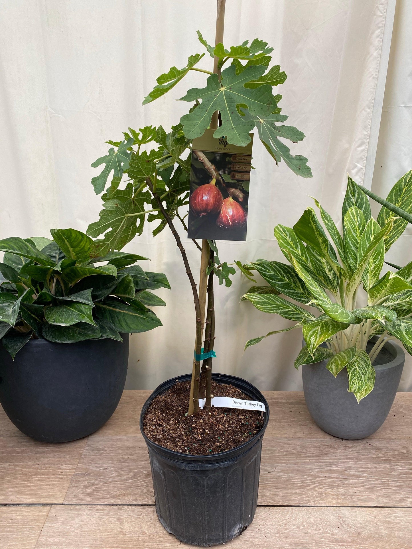 Ficus Carica 'chicago Hardy', Tree - View 16 from www redcrocus com
