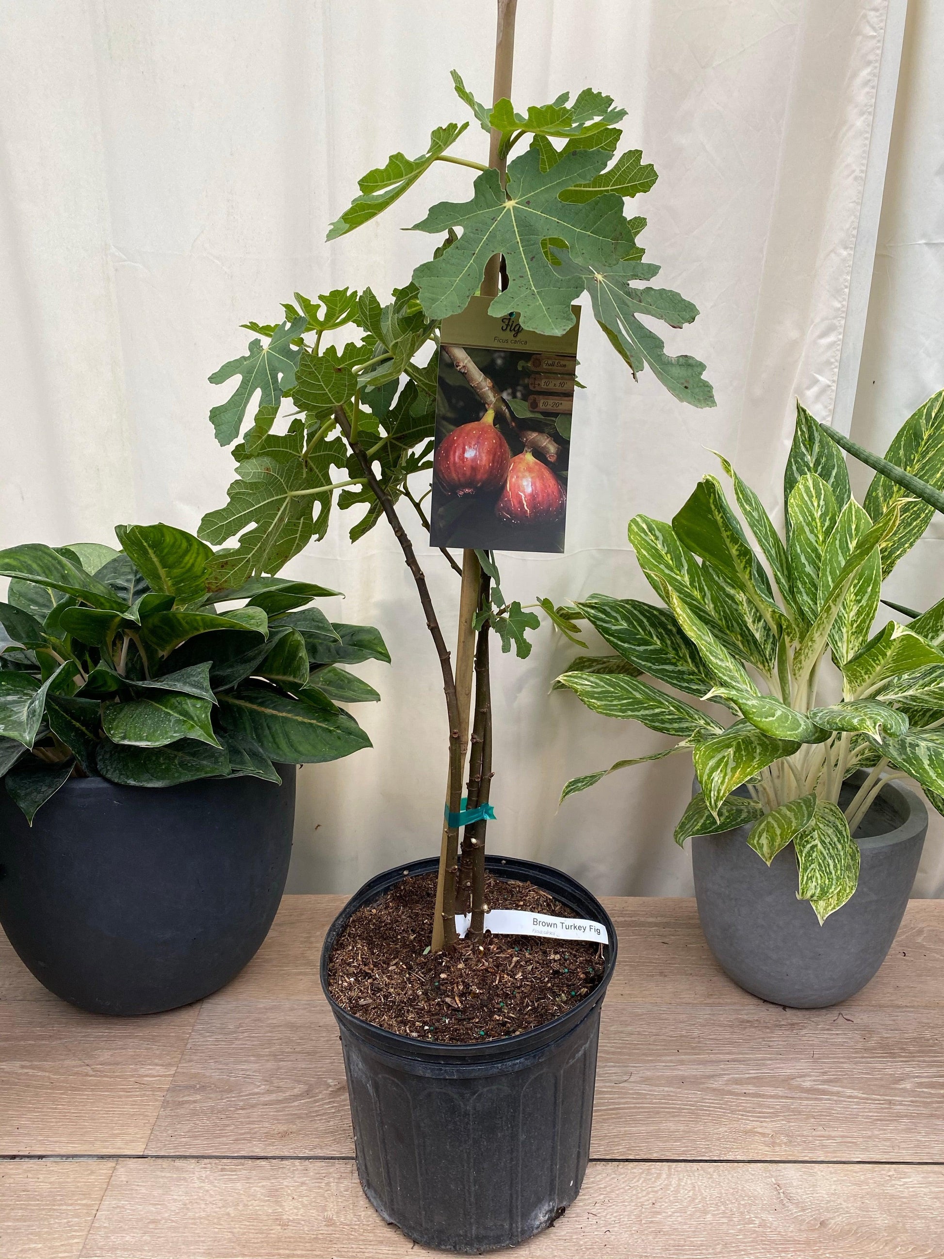 Ficus Carica 'chicago Hardy', Tree - View 16 from www redcrocus com