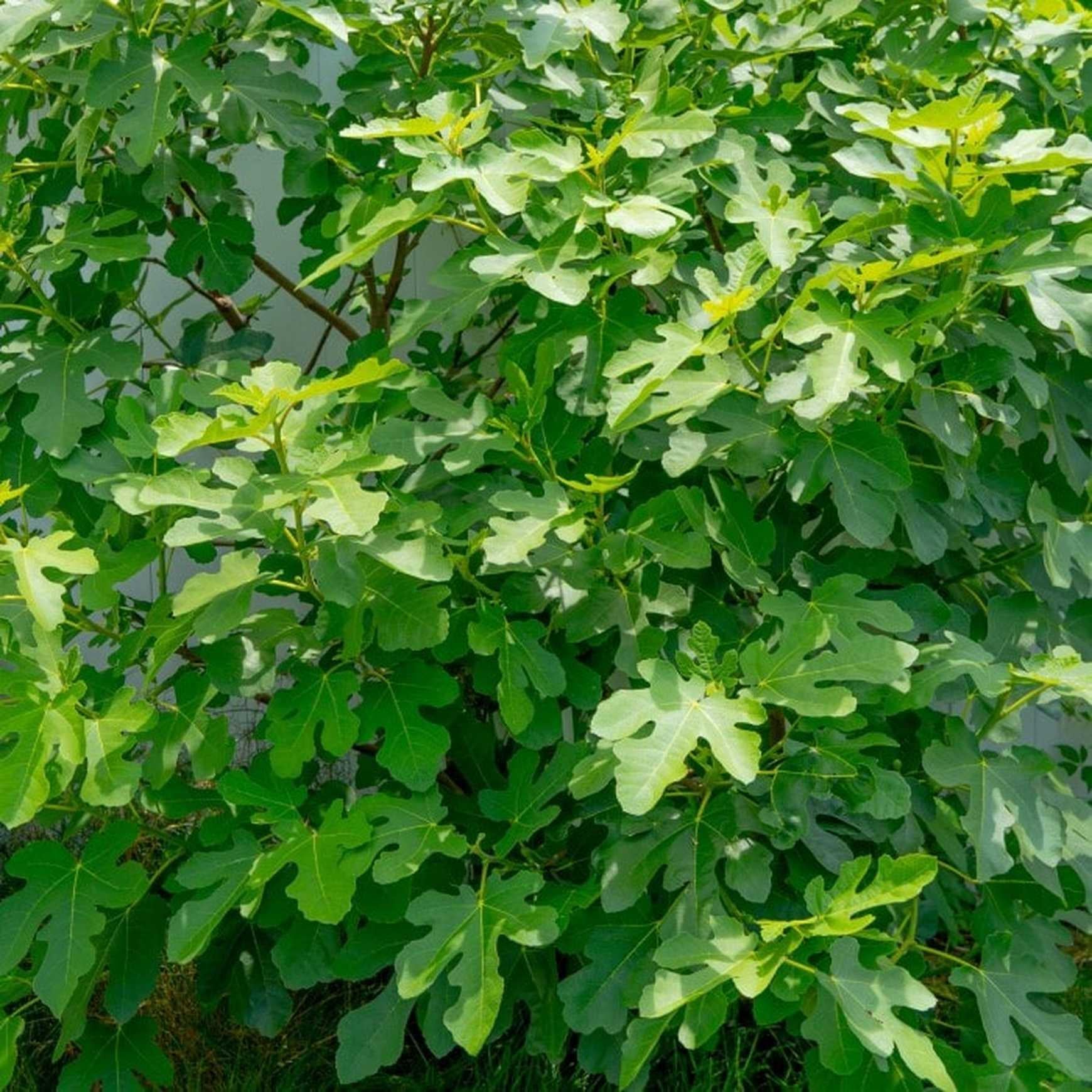 Ficus Carica 'chicago Hardy', Tree - View 18 from www redcrocus com
