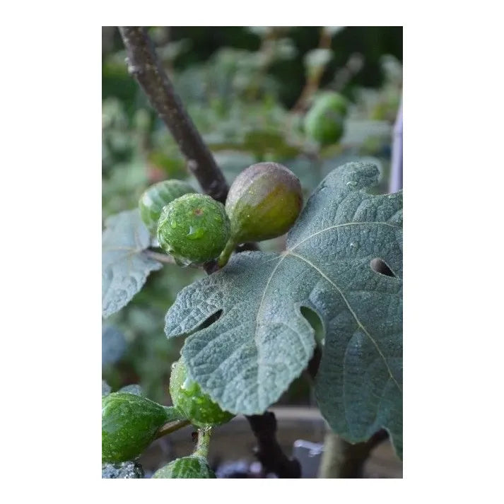 Ficus Carica 'chicago Hardy', Tree - View 21 from www redcrocus com