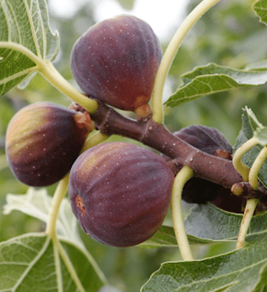 Ficus Carica 'chicago Hardy', Tree - View 27 from www redcrocus com