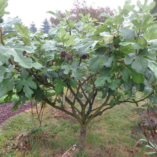 Ficus Carica 'chicago Hardy', Tree - View 28 from www redcrocus com