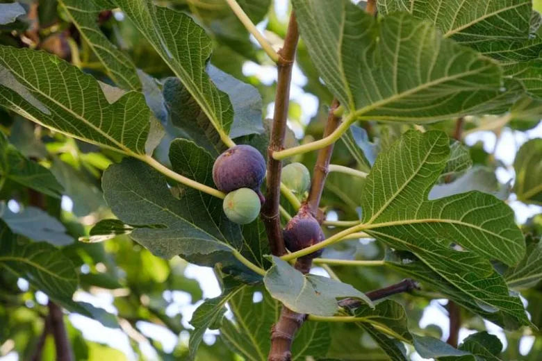 Ficus Carica 'chicago Hardy', Tree - View 2 from www redcrocus com