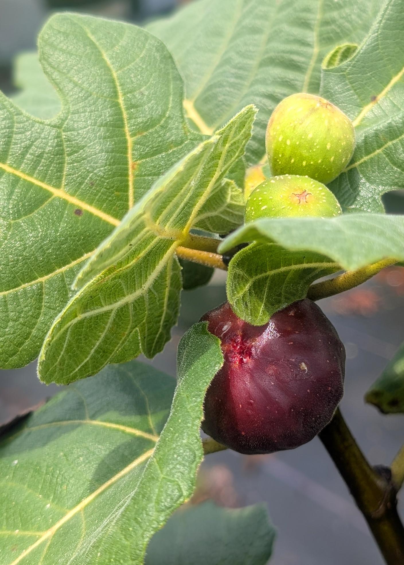 Ficus Carica 'chicago Hardy', Tree - View 32 from www redcrocus com