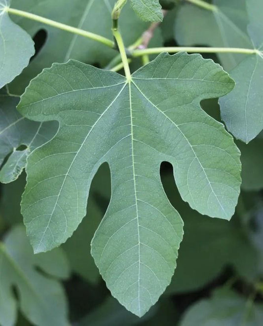 Ficus Carica 'chicago Hardy', Tree - View 33 from www redcrocus com