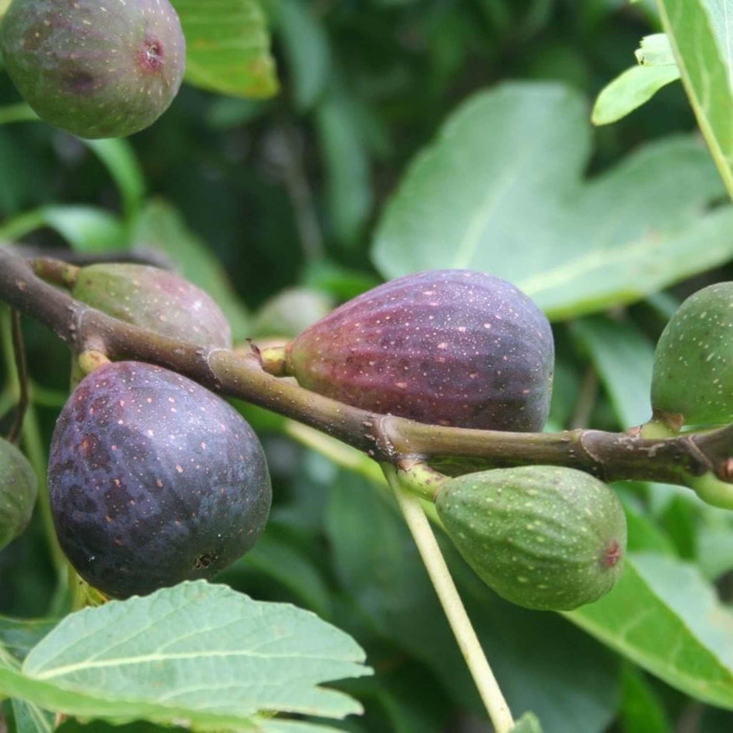 Ficus Carica 'chicago Hardy', Tree - View 34 from www redcrocus com