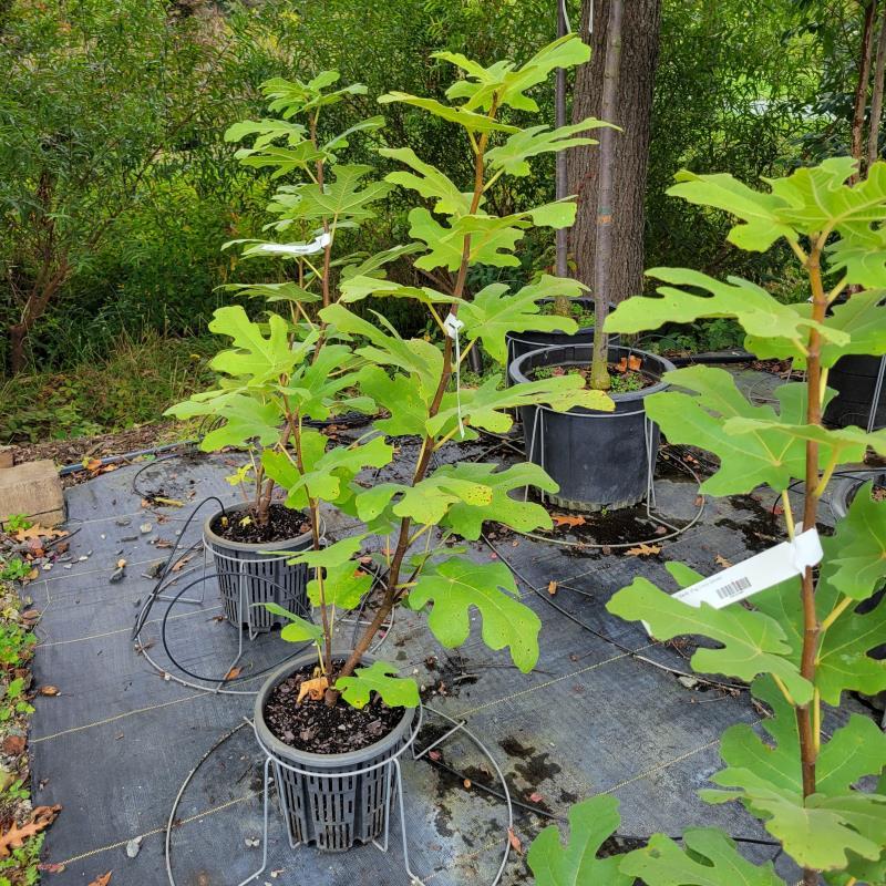 Ficus Carica 'chicago Hardy', Tree - View 4 from www redcrocus com
