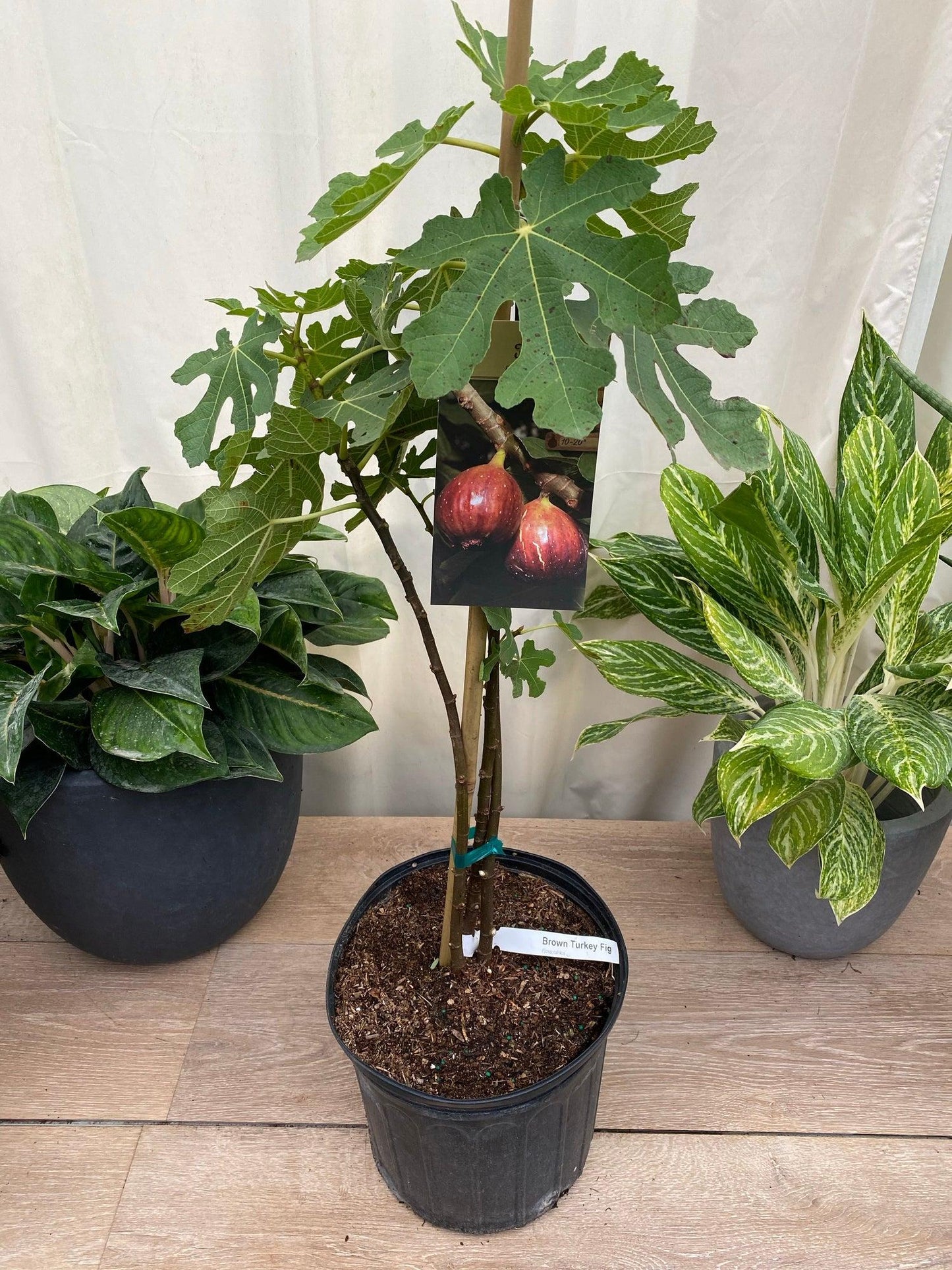 Ficus Carica 'chicago Hardy', Tree - View 6 from www redcrocus com