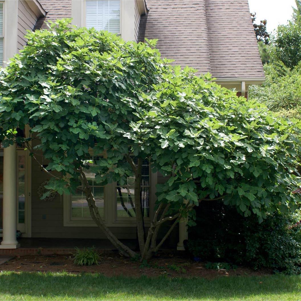 Ficus Carica 'chicago Hardy', Tree - View 7 from www redcrocus com