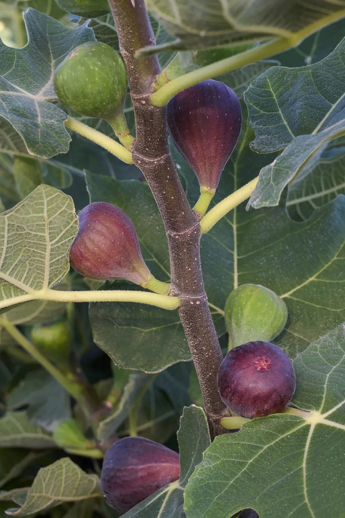 Ficus Carica 'chicago Hardy', Tree - View 9 from www redcrocus com