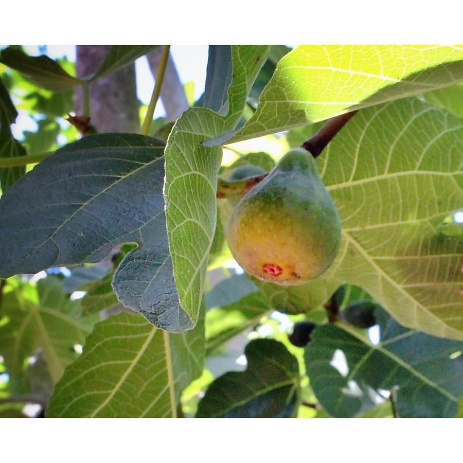 Ficus Carica 'corky's Honey Delight', Tree - View 10 from www redcrocus com