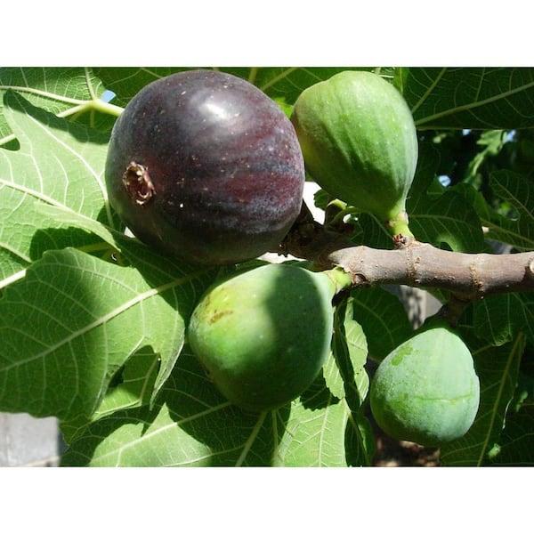 Ficus Carica 'corky's Honey Delight', Tree - View 12 from www redcrocus com