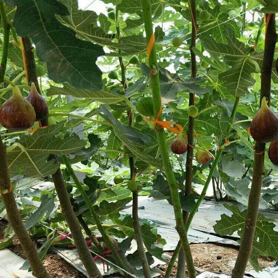 Ficus Carica 'corky's Honey Delight', Tree - View 14 from www redcrocus com