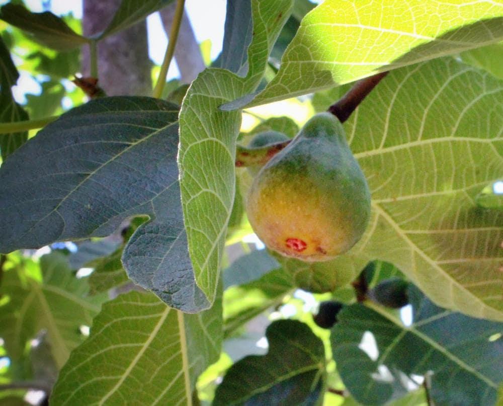 Ficus Carica 'corky's Honey Delight', Tree - View 18 from www redcrocus com