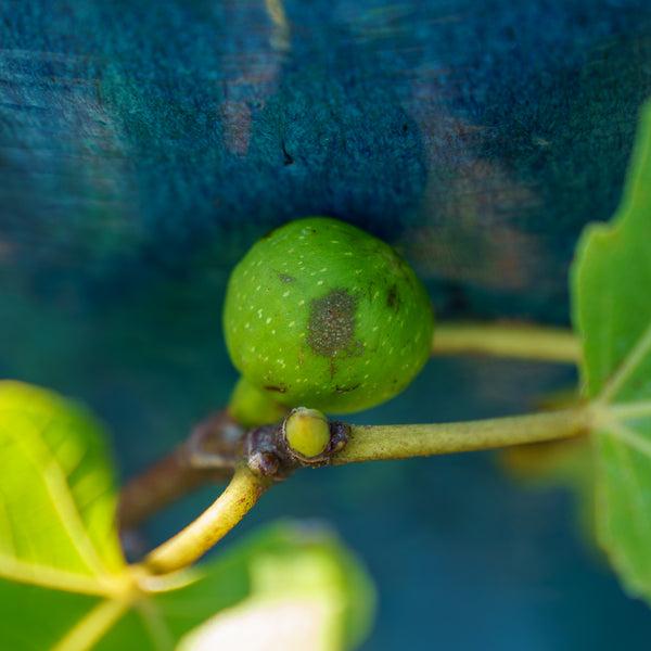 Ficus Carica 'corky's Honey Delight', Tree - View 3 from www redcrocus com