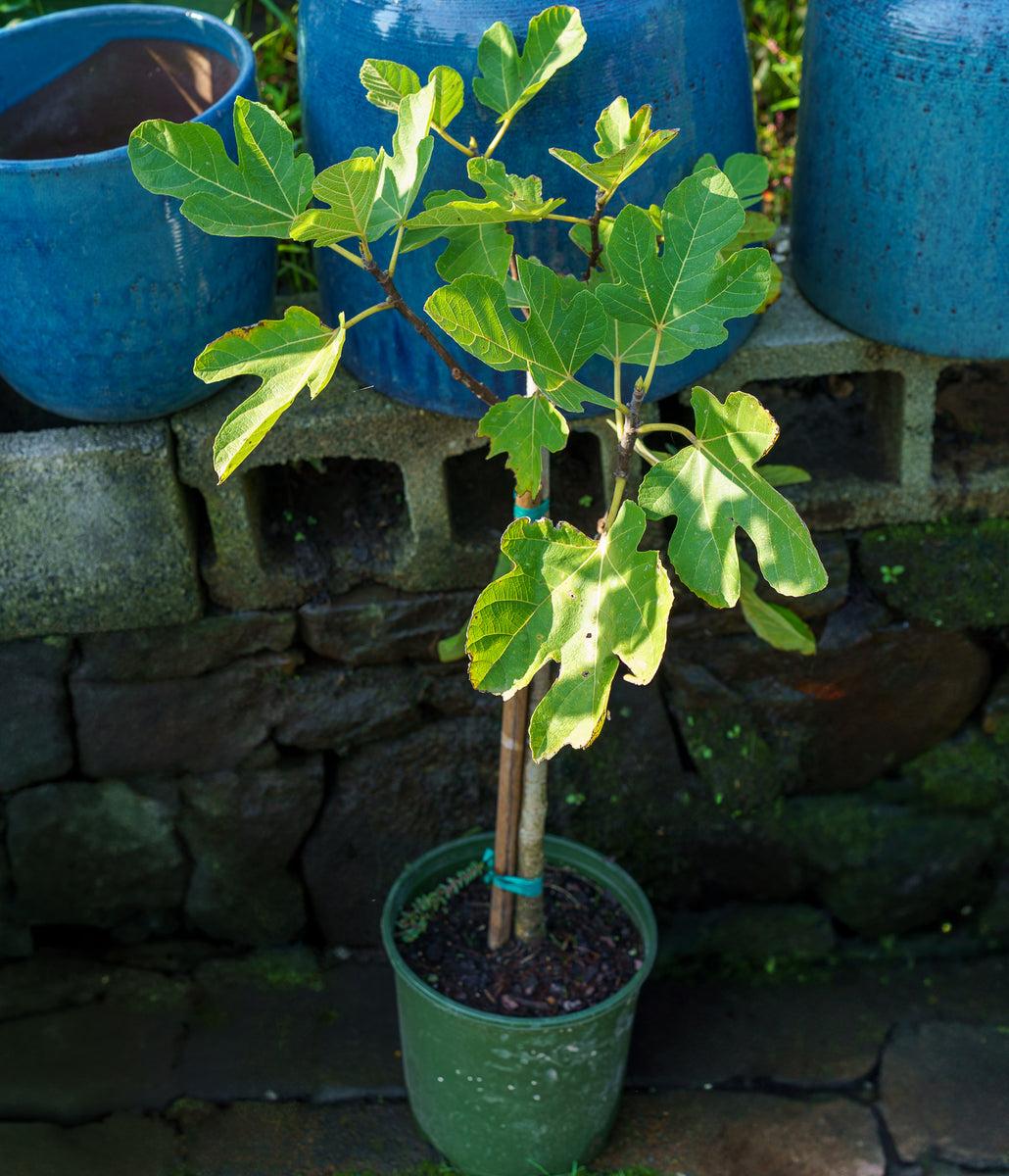 Ficus Carica 'corky's Honey Delight', Tree - View 6 from www redcrocus com
