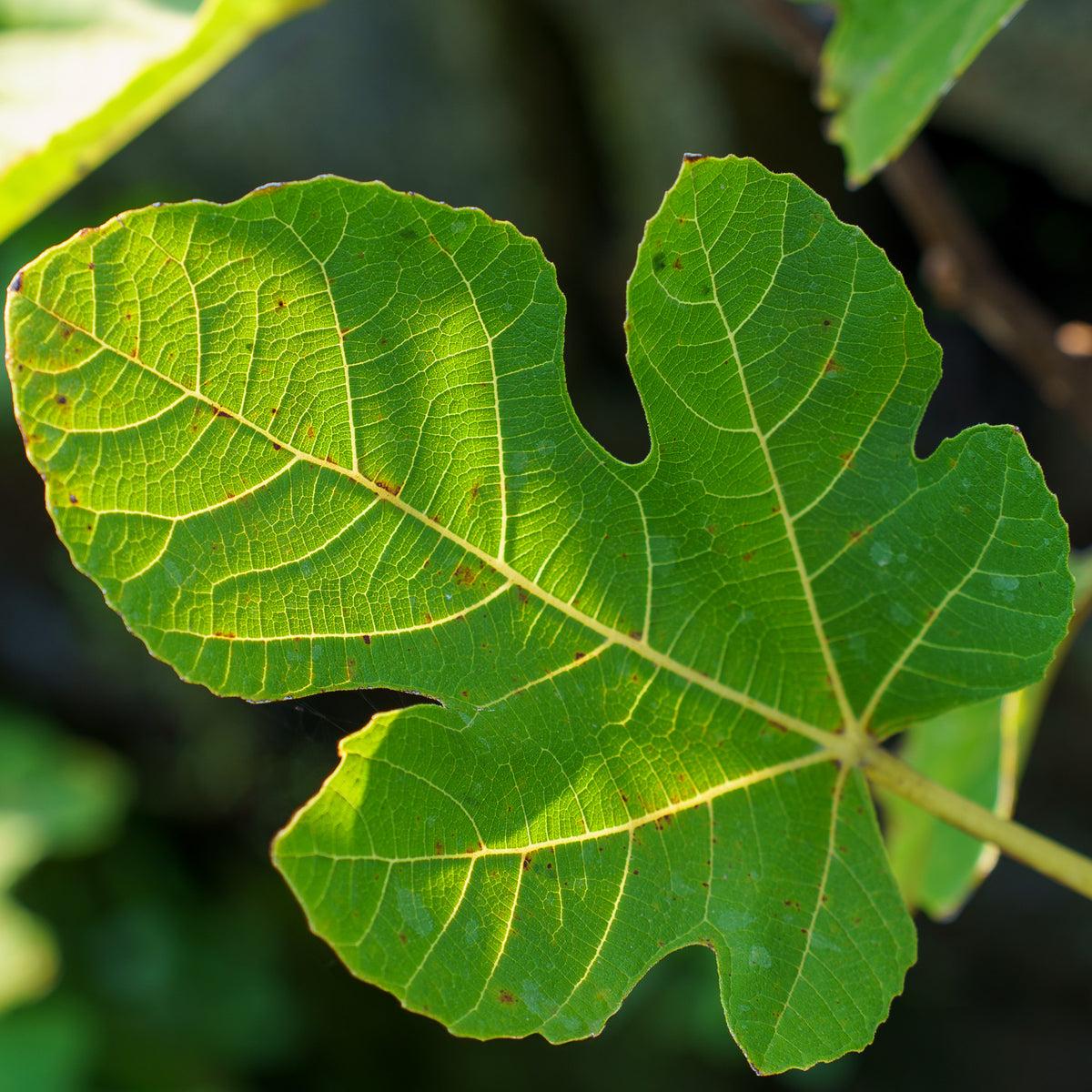Ficus Carica 'corky's Honey Delight', Tree - View 8 from www redcrocus com
