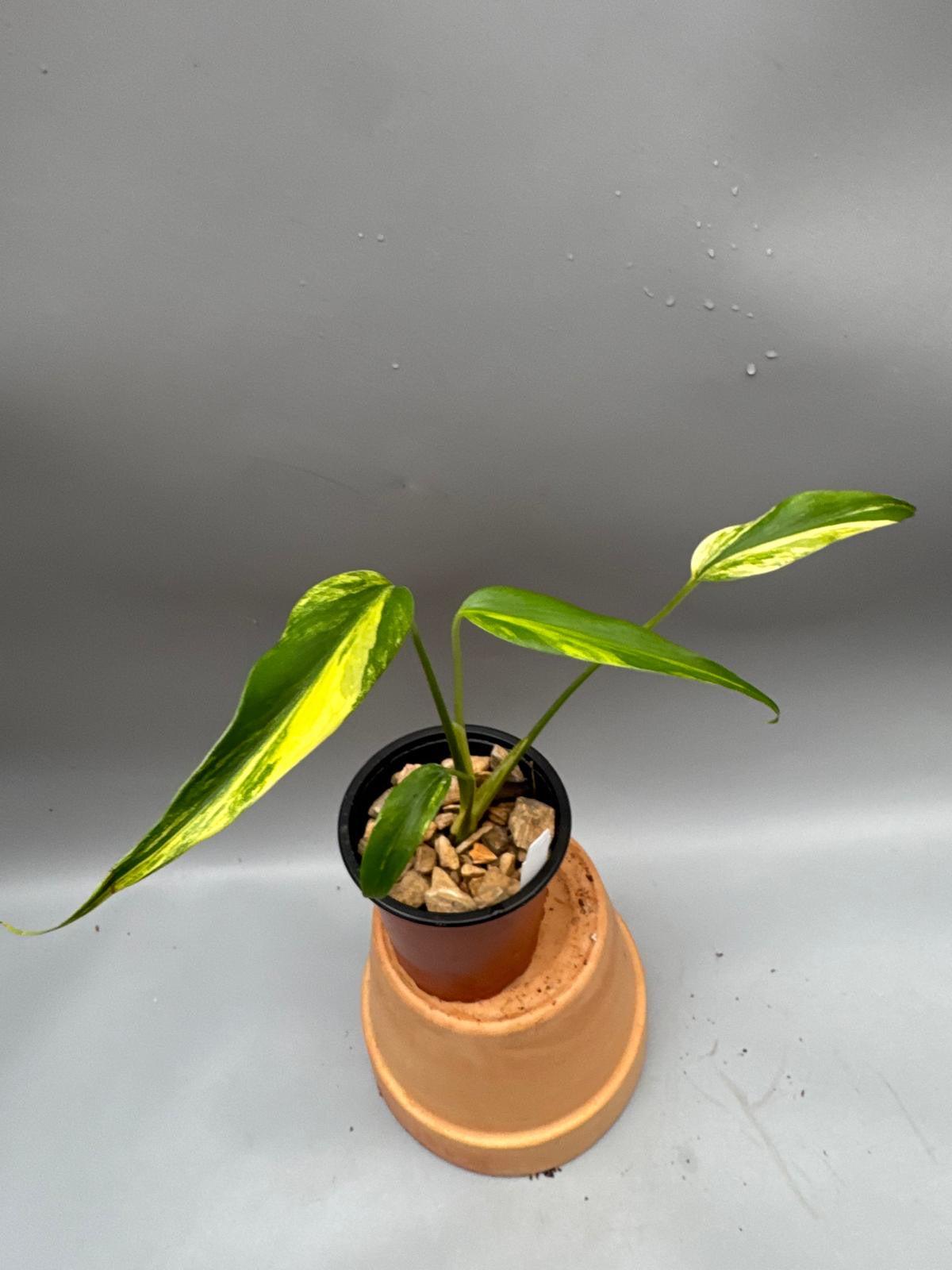 Monstera 'burle Marx Flame' - View 12 from www redcrocus com