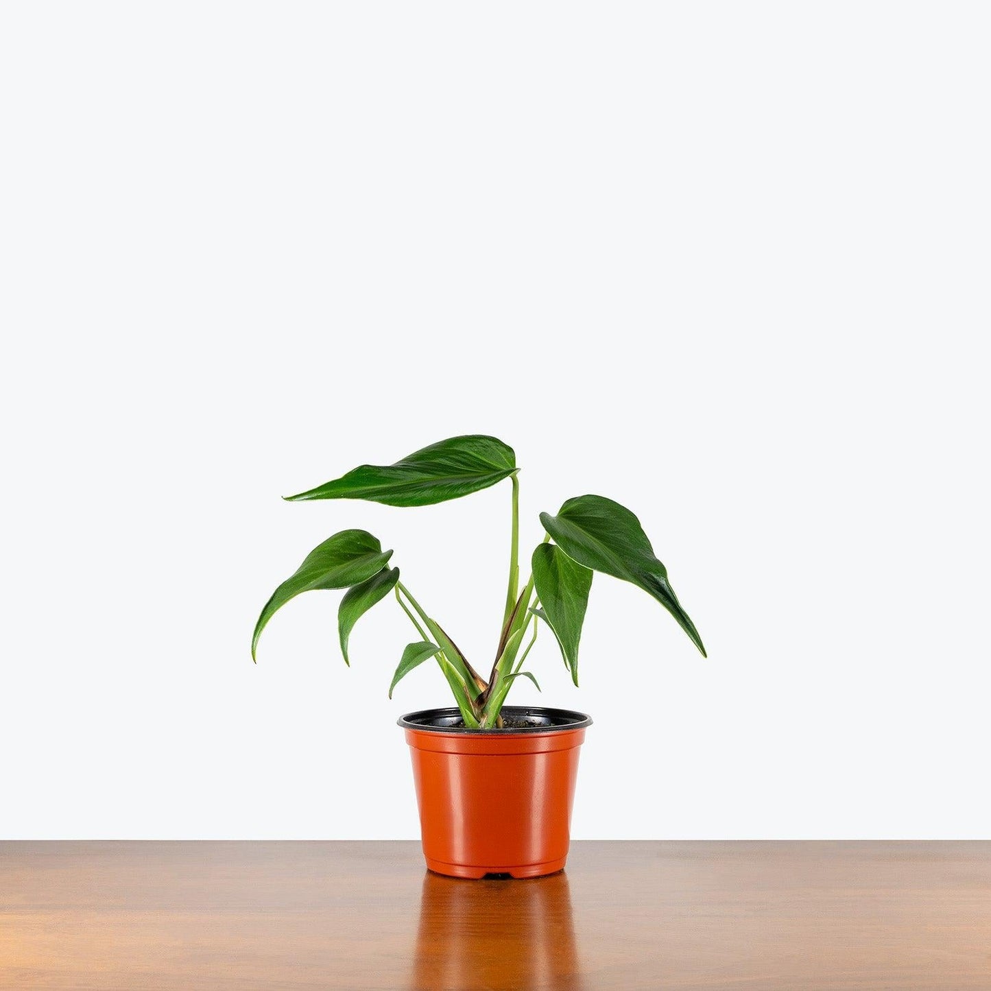 Monstera 'burle Marx Flame' - View 13 from www redcrocus com