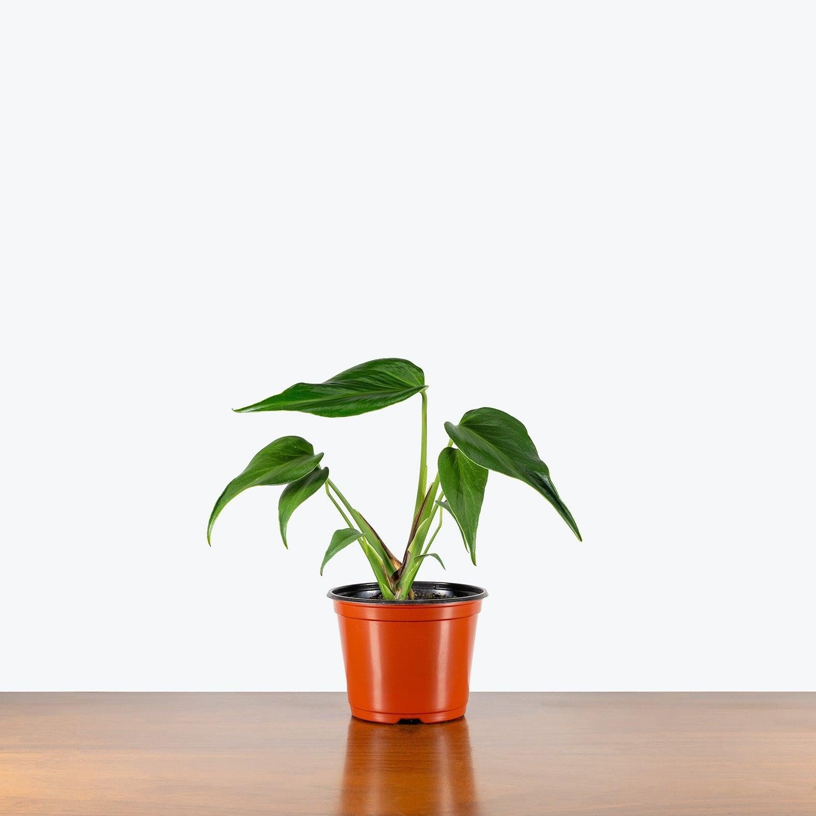 Monstera 'burle Marx Flame' - View 13 from www redcrocus com