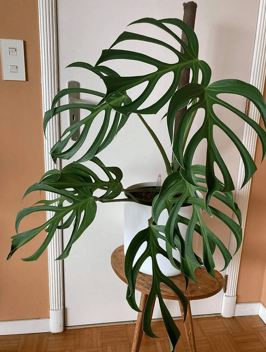 Monstera 'burle Marx Flame' - View 14 from www redcrocus com