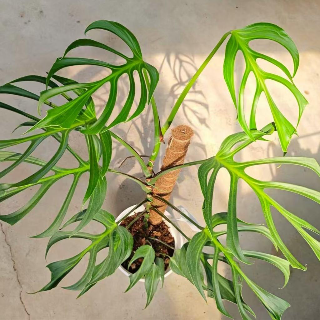 Monstera 'burle Marx Flame' - View 1 from www redcrocus com