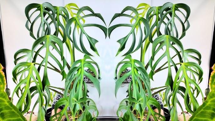 Monstera 'burle Marx Flame' - View 20 from www redcrocus com
