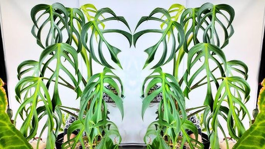 Monstera 'burle Marx Flame' - View 20 from www redcrocus com