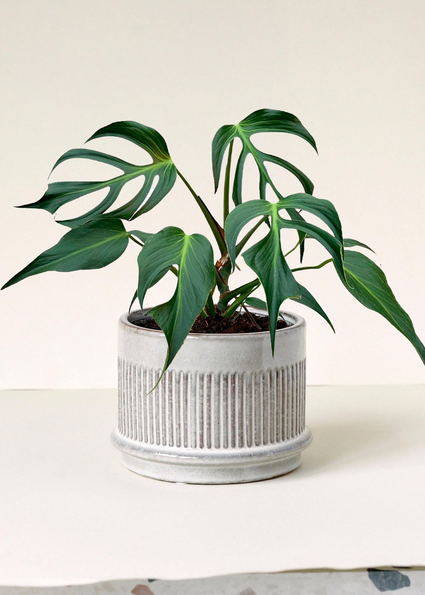 Monstera 'burle Marx Flame' - View 4 from www redcrocus com