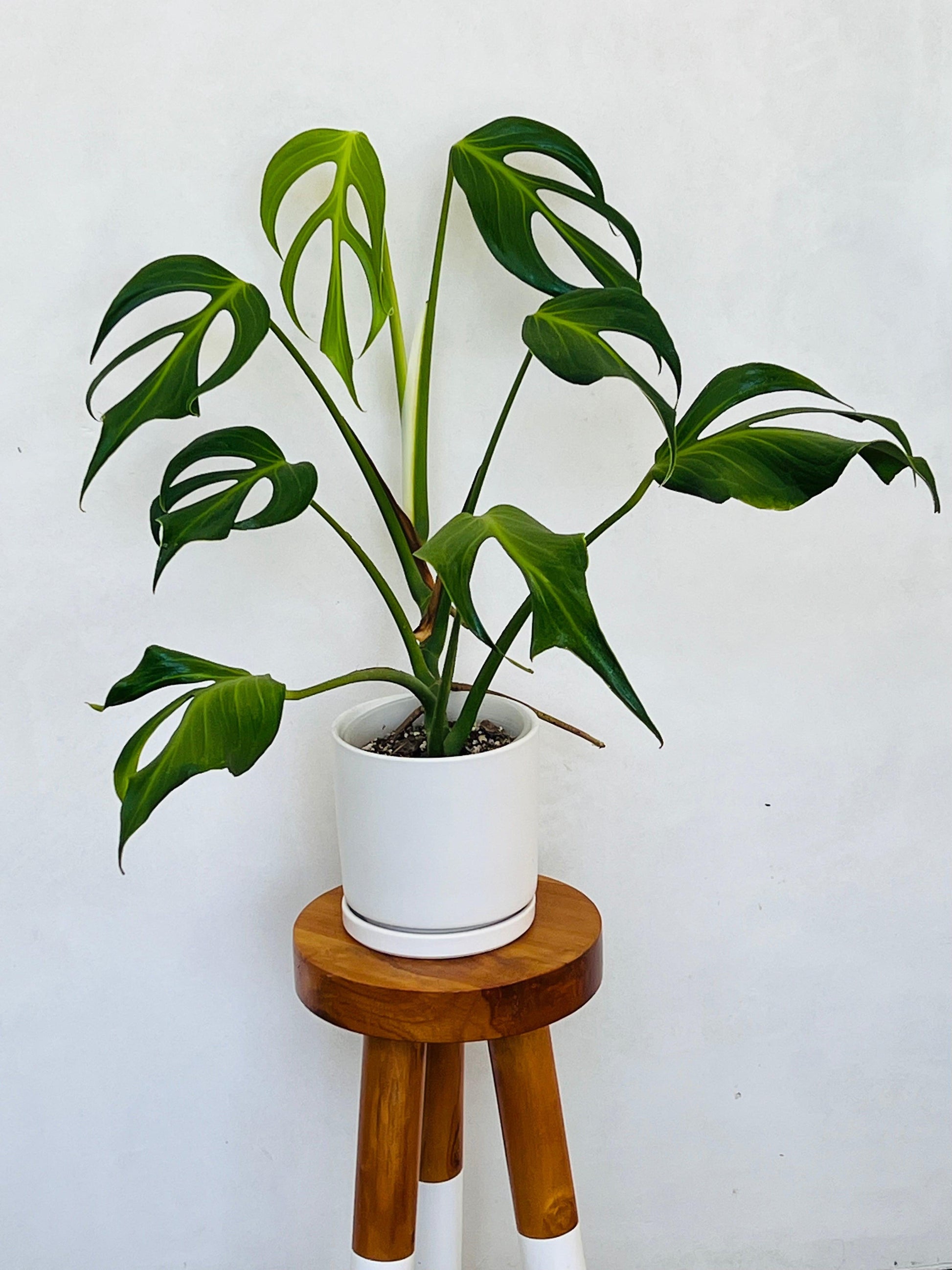 Monstera 'burle Marx Flame' - View 5 from www redcrocus com