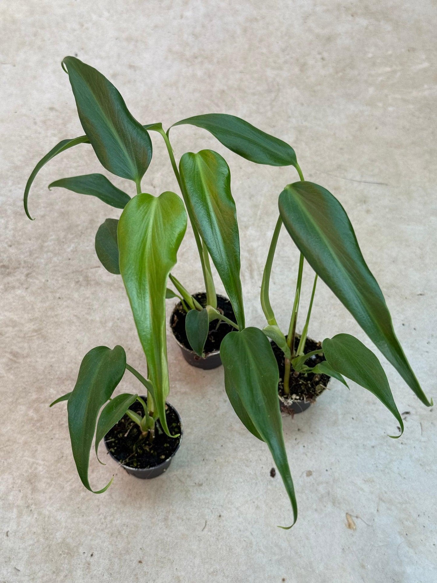 Monstera 'burle Marx Flame' - View 7 from www redcrocus com