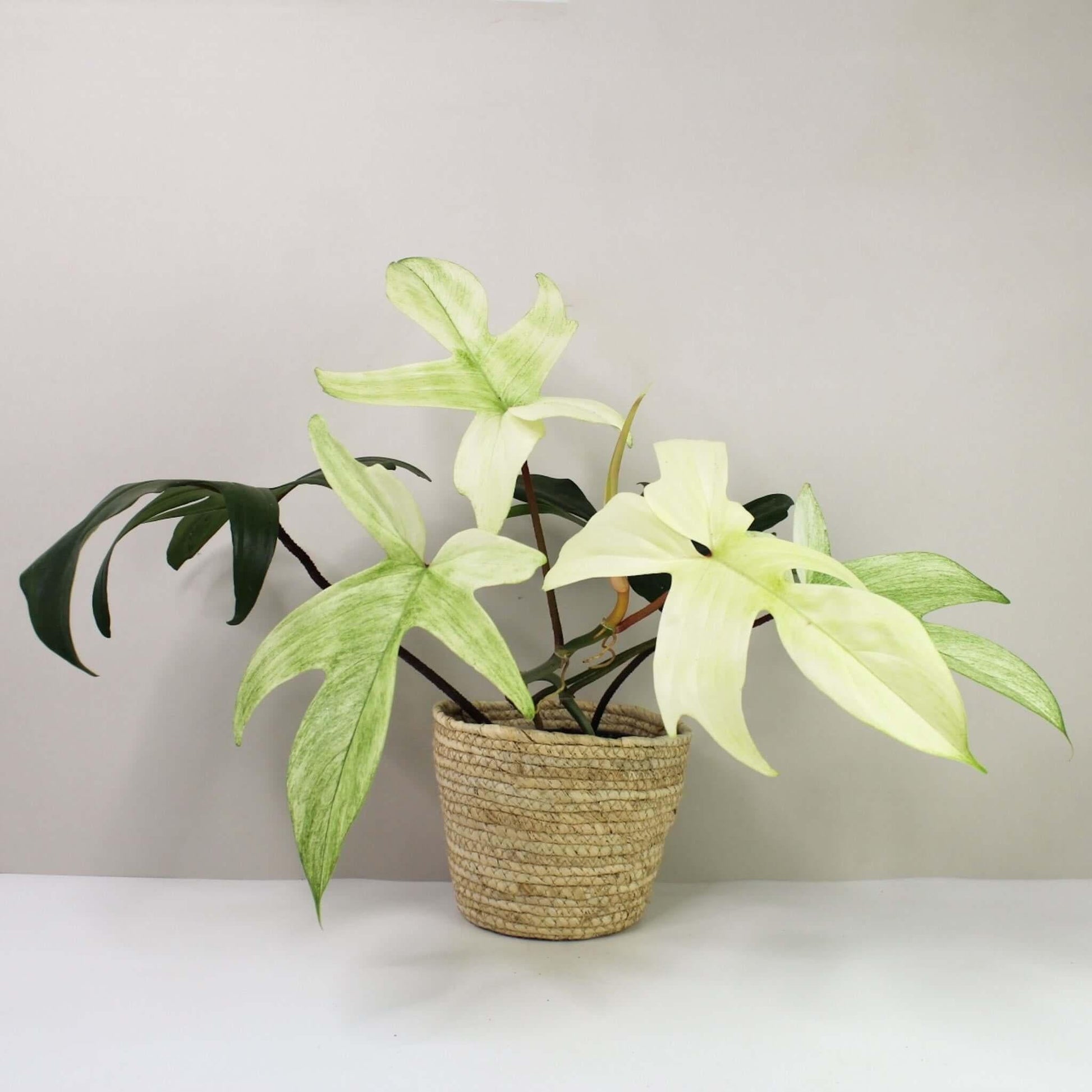 Philodendron 'florida Ghost' - View 13 from www redcrocus com