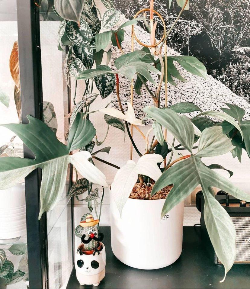Philodendron 'florida Ghost' - View 14 from www redcrocus com