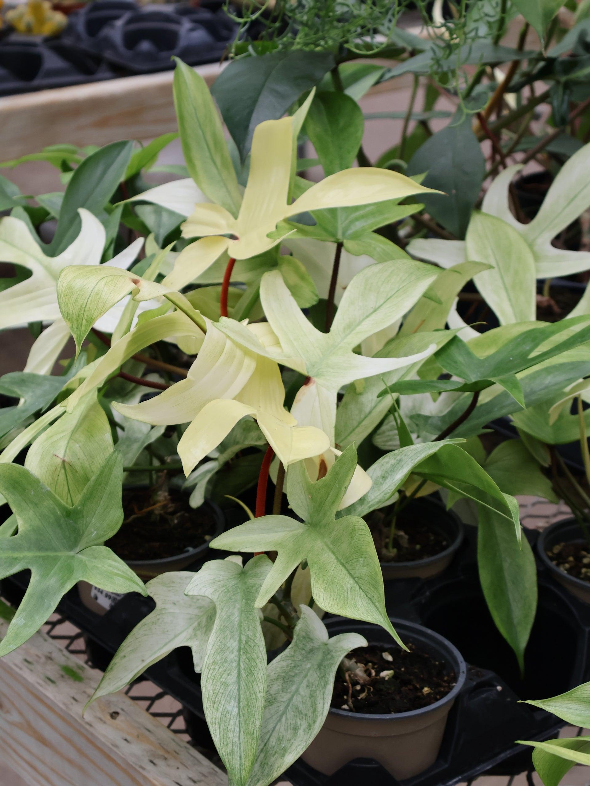 Philodendron 'florida Ghost' - View 16 from www redcrocus com