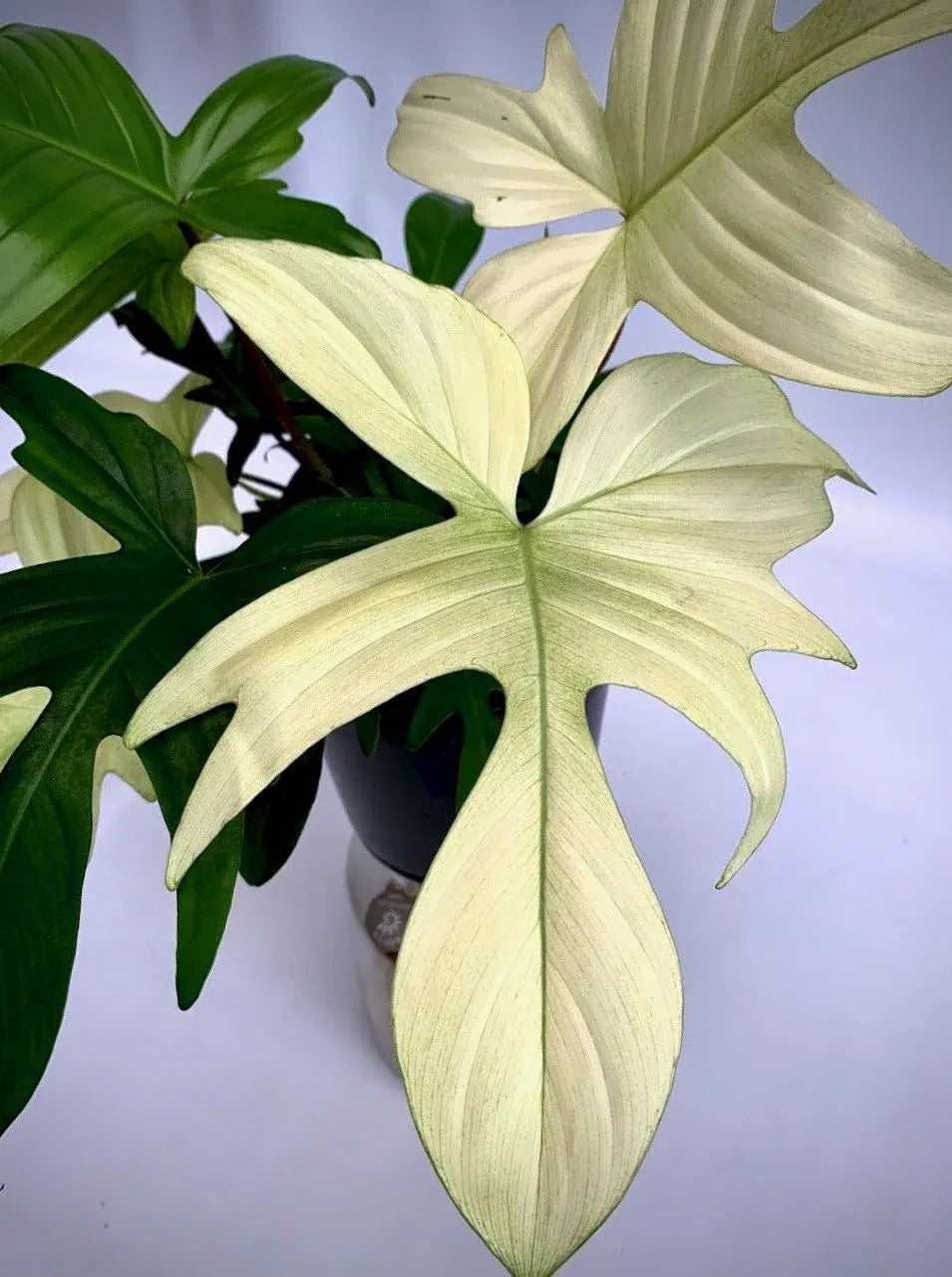 Philodendron 'florida Ghost' - View 17 from www redcrocus com