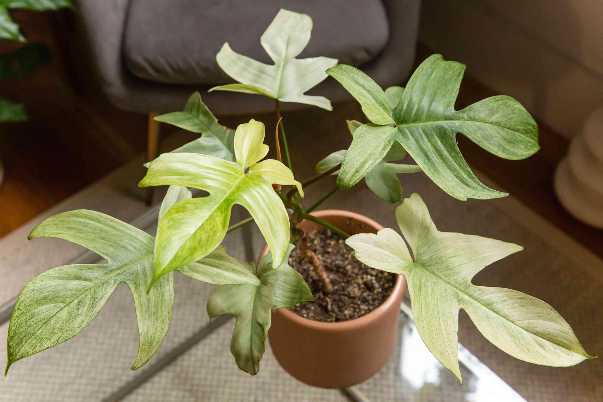 Philodendron 'florida Ghost' - View 1 from www redcrocus com